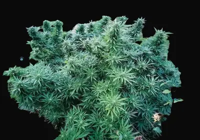 Monkey Glue