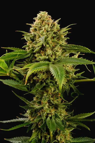 Monkey Grease