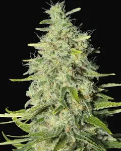 Monster CBD