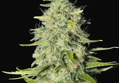 Monster CBD