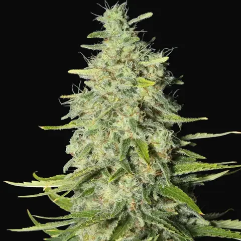 Monster CBD