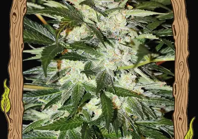 Monster Mash Auto