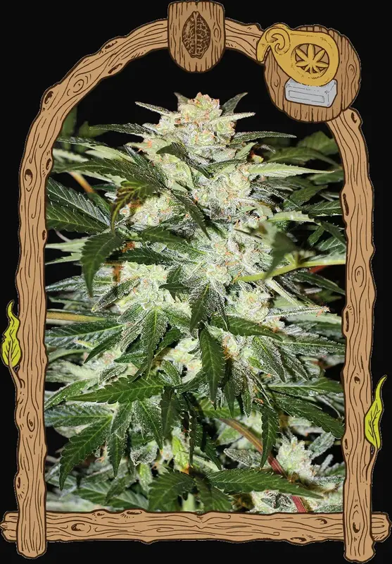 Monster Mash Auto