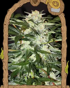 Monster Mash Auto