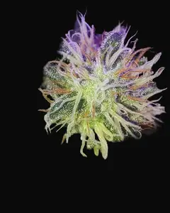 Morning Glory