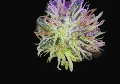 Morning Glory