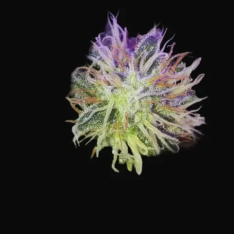 Morning Glory