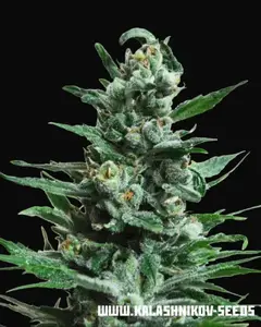 Moscow Blueberry Auto