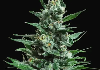 Moscow Blueberry Auto