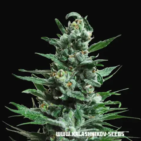 Moscow Blueberry Auto