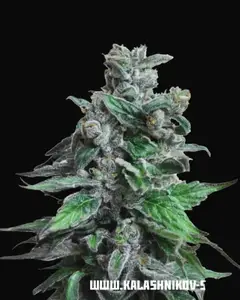 Moscow Blueberry