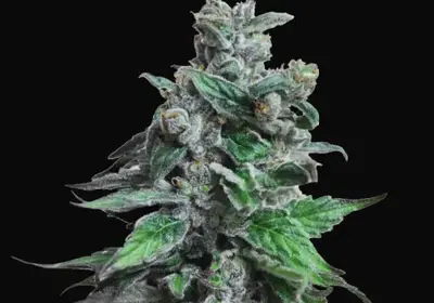 Moscow Blueberry
