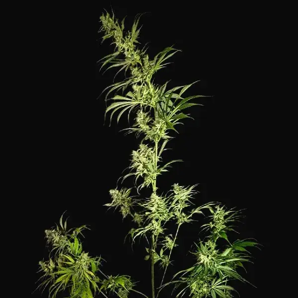 Mother Gorilla (Formerly Royal Madre) — zdjęcie 6