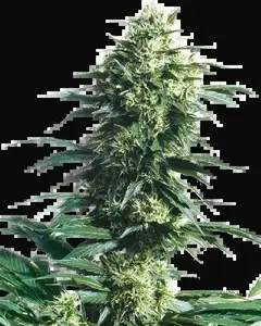 Mother's Finest