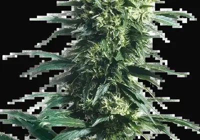 Mother's Finest
