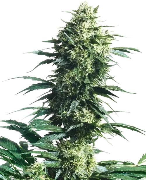 Mother's Finest