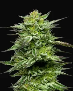 Mountaintop Mint
