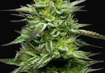 Mountaintop Mint