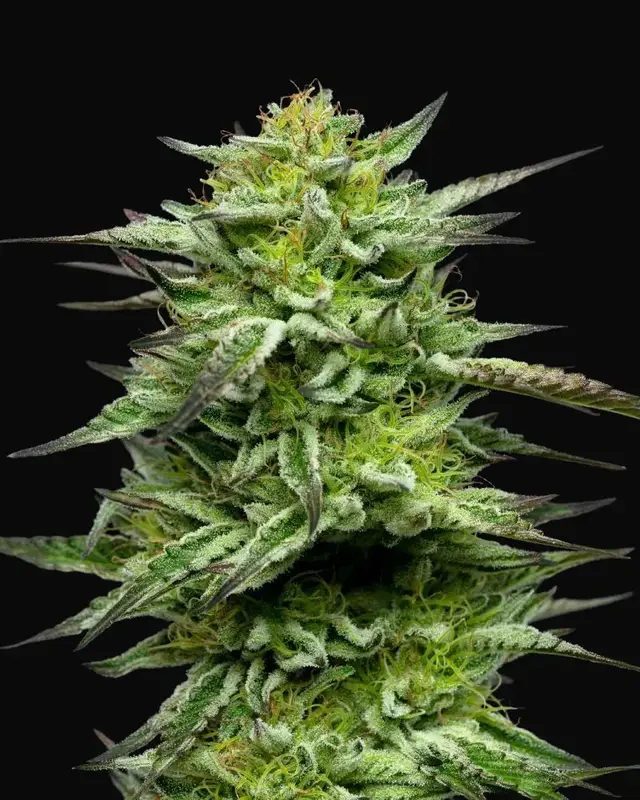Mountaintop Mint