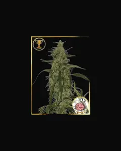Mr. Amnesia Mass