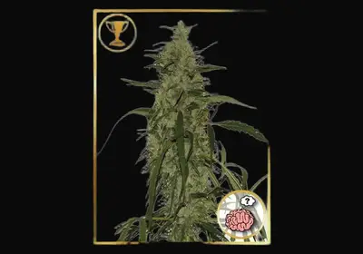 Mr. Amnesia Mass