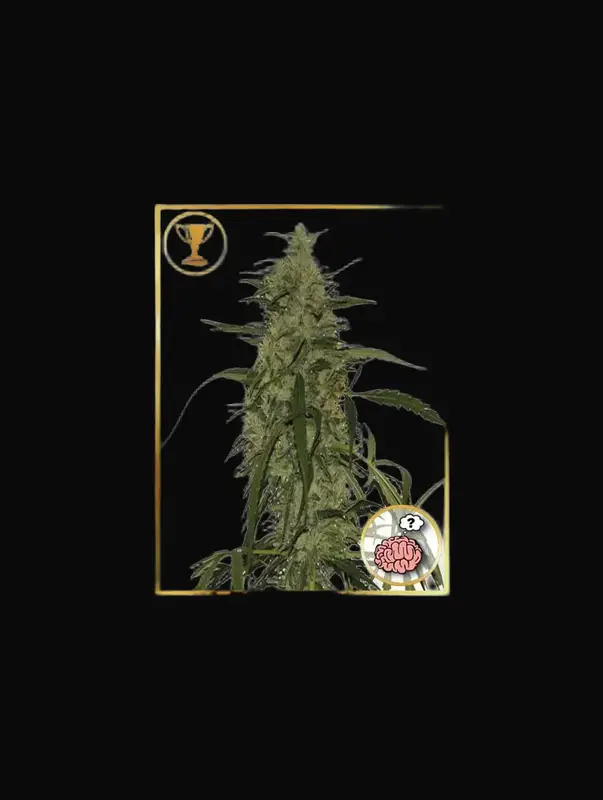 Mr. Amnesia Mass