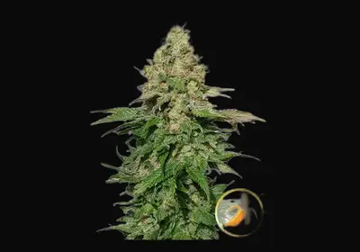 Mr. Black Banana
