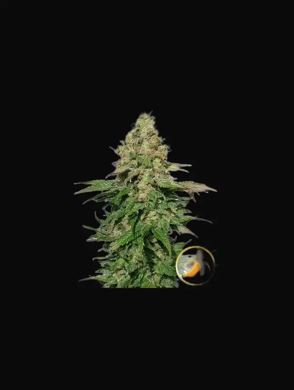 Mr. Black Banana