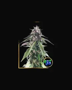 Mr. Blueberry Bud