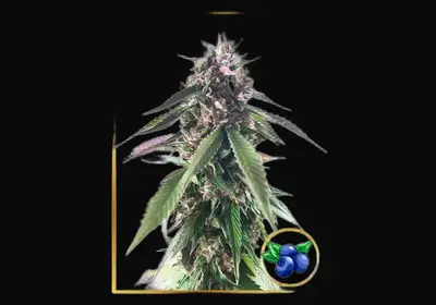 Mr. Blueberry Bud