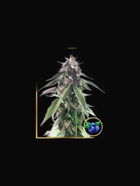Mr. Blueberry Bud