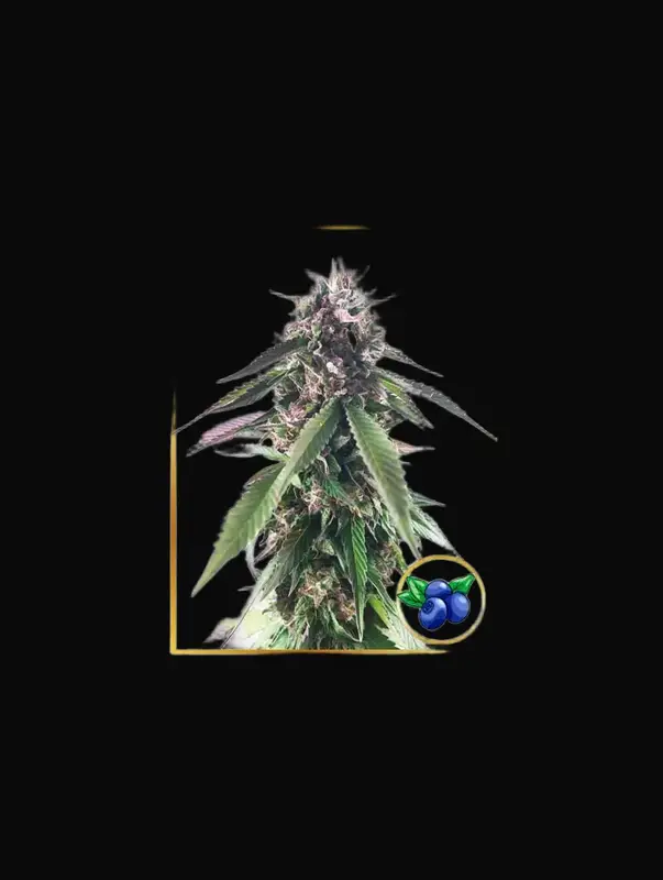 Mr. Blueberry Bud