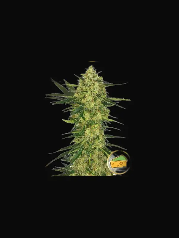 Mr. Cheese Mass