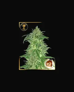 Mr. Gorilla Cream