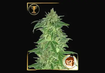 Mr. Gorilla Cream