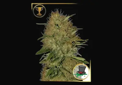 Mr. Jack Mass