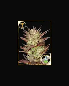 Mr. Jekyll Kush