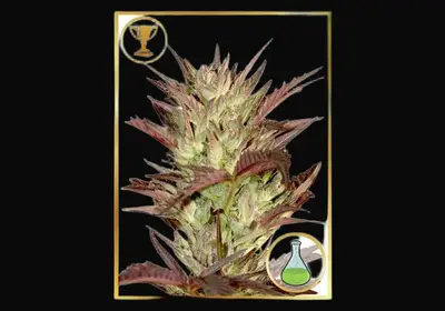 Mr. Jekyll Kush