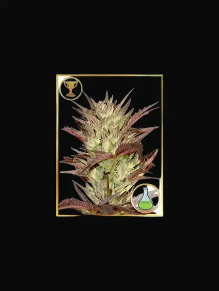 Mr. Jekyll Kush