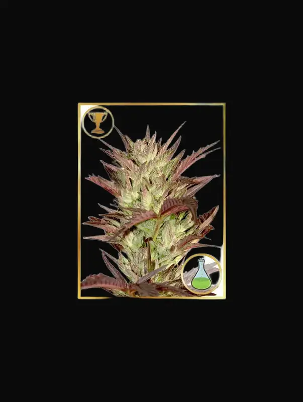 Mr. Jekyll Kush