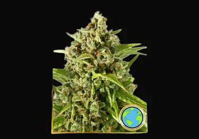 Mr. Mother Earth