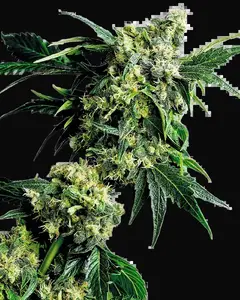 Mr. Nice G13 X Hash Plant