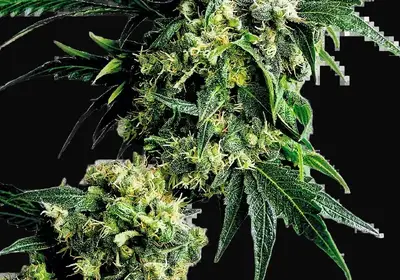 Mr. Nice G13 X Hash Plant