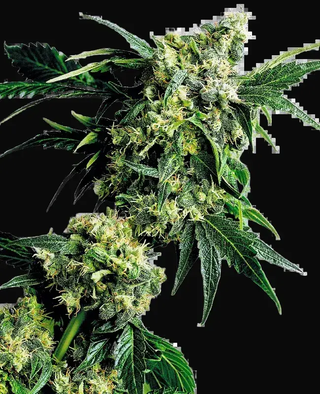 Mr. Nice G13 X Hash Plant