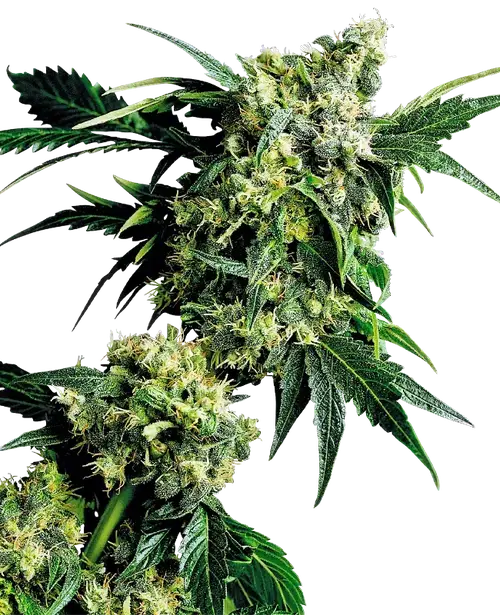 Mr. Nice G13 X Hash Plant
