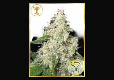 Mr. Sour-R