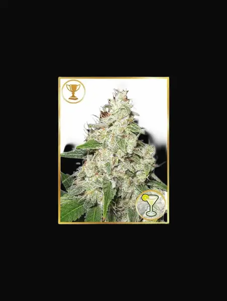 Mr. Sour-R
