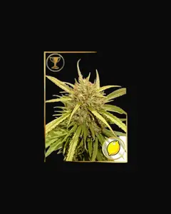 Mr. Sugar Lemon Haze