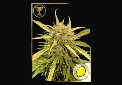 Mr. Sugar Lemon Haze
