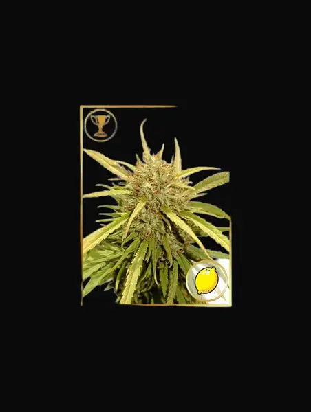 Mr. Sugar Lemon Haze